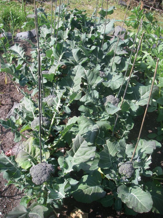 Broccoli growing in the garden