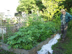 Doug Osborne checks out the WISEGUYS men's health group's plot at the Blatchley Community Gardens in August 2008