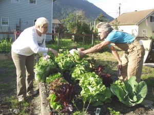 CindyWestergaardKerryMacLanePickLettuce Cindy Westergaard, left, and Kerry MacLane pick lettuce from the St. Peter's Fellowship Farm community garden in August 2008