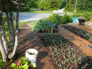 Some of the garden beds at Down To Earth u-pick garden in July