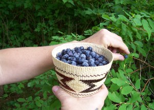Picking blueberries in Sitka