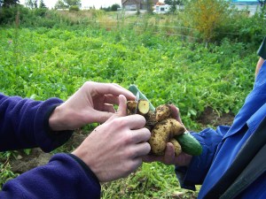 Plant geneticists Chuck Brown and Joe Kuhl of the USDA Agricultural Research Service, examine the flesh color of some potatoes being grown in Alaska. The color gives them clues to the nutrients the potatoes may contain.