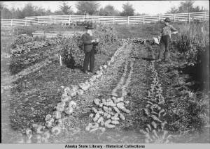 Gov. John G. Brady's garden in Sitka in 1900