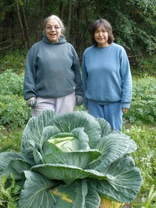 Lani Hotch and Bev Klanott stand behind a big cabbage growing at the WISEGUYS potato patch in Klukwan. The cabbage weighed nearly 30 pounds when it was harvested.