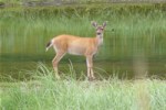 Sitka black-tailed deer (photo by U.S. Fish and Wildlife Service, Tongass National Forest)