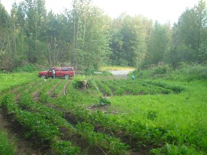 Potato plants growing in the WISEGUYS potato patch in Klukwan 