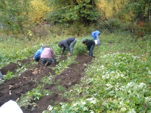 Community members pick potatoes during a potato-picking party Sept. 25 at the WISEGUYS potato patch in Klukwan