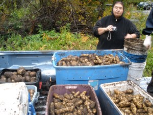Tubs of potatoes are loaded into the back of a pick-up truck after they were picked at the WISEGUYS potato patch in Klukwan