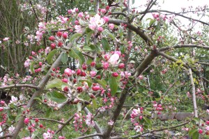 Cherry blossoms at Blatchley Community Garden