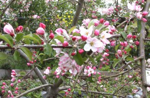 Cherry blossoms at Blatchley Community Garden