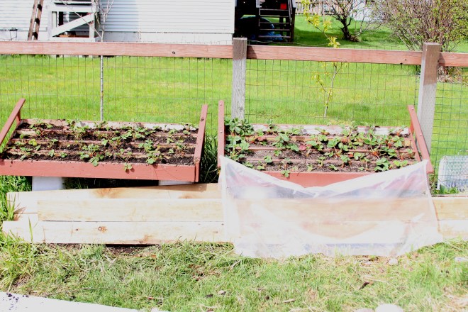 New strawberry planters