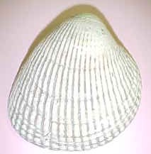 A cockle has deep ridges similar to a Ruffles potato chip (Photo courtesy of Alaska Department of Environmental Conservation)