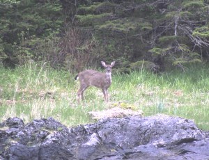 A Sitka black-tailed deer feeds on one of the barrier islands near Sitka