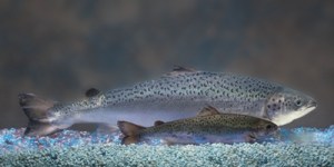 Size comparison of an AquAdvantage® Salmon (background) vs. a non-transgenic Atlantic salmon sibling (foreground) of the same age. (CREDIT AquaBounty)