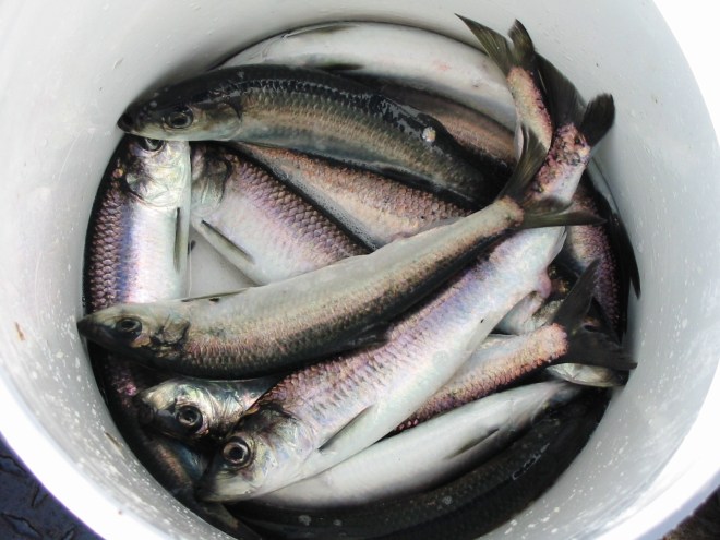 2006 Herring collection 007