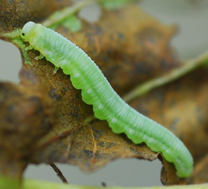 GreenAlderSawflyLarva