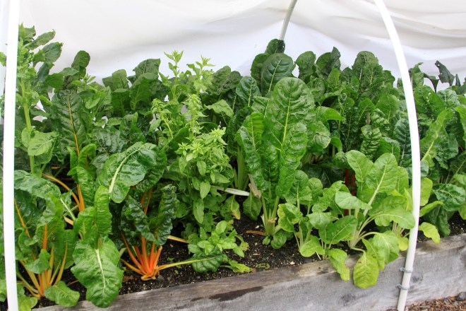 GreensInHoopHouseStPeters