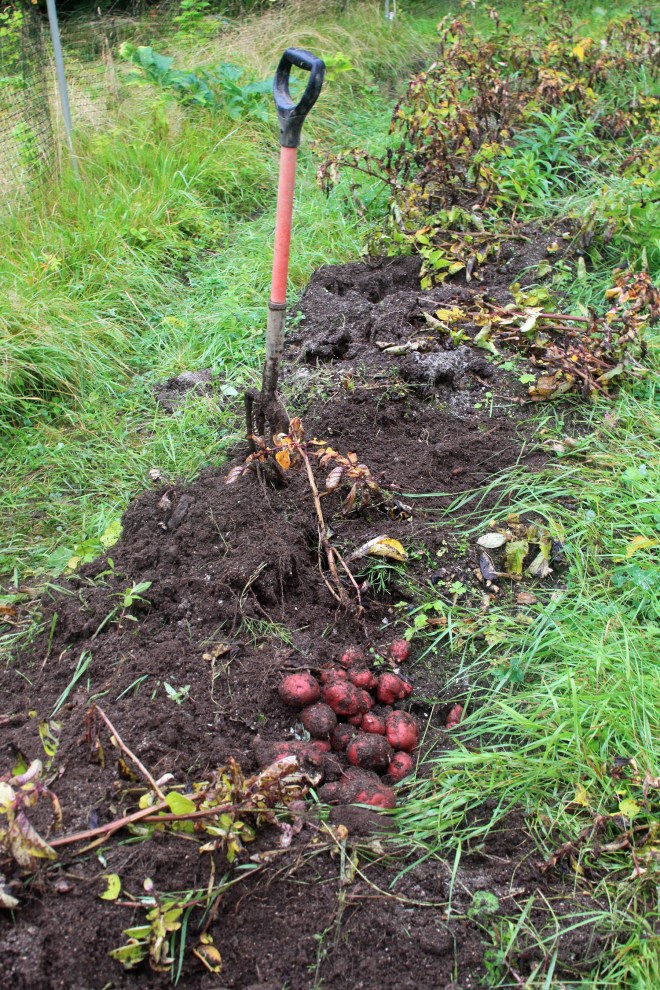 PotatoesAndPotatoFork