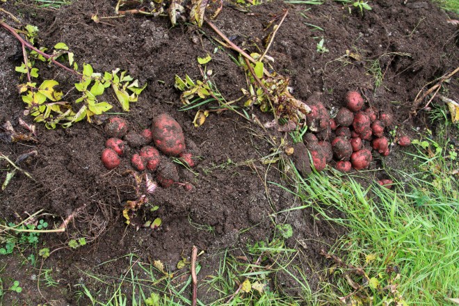 PotatoesAtUAFHoopHouse