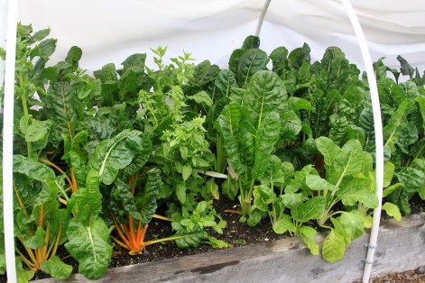 GreensInHoopHouseStPeters