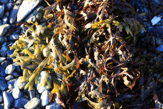 BeachSeaweed