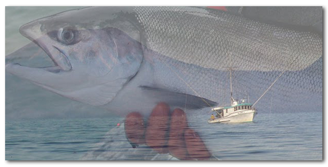 salmon boat header