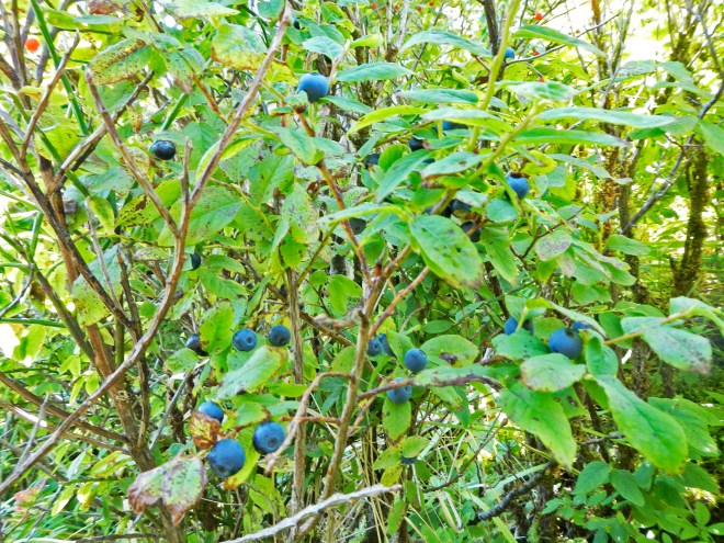 Blueberries (kanat'á)