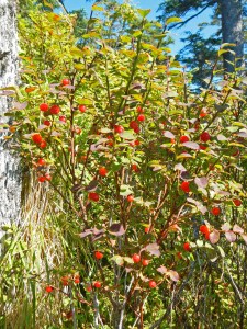 Huckleberries (tleikatánk)