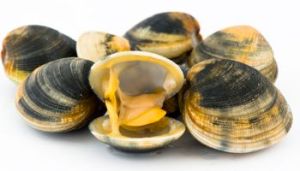 raw-clams-350