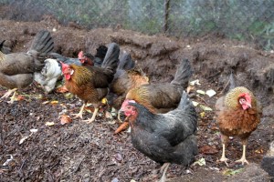 ChickensInCompost