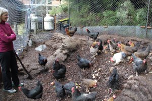 LauraSchmidtWatchesChickensFeed