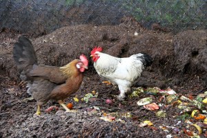 RedLeghornAndRooster