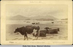 Sitka cattle on the beach in 1887 (Photo courtesy of Alaska State Library Historical Collections)