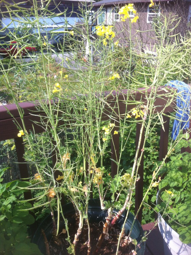 Container of kale bolting (going to seed)