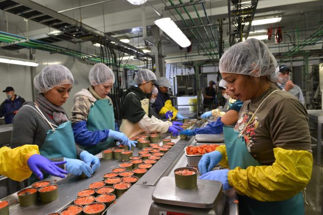 Workers pack sockeye salmon on the final day of seasonal canning operations Tuesday (Sept. 8, 2015) at Silver Bay Seafoods. (Daily Sitka Sentinel Photo by James Poulson)