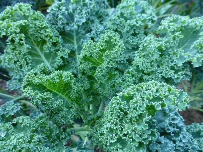 communitykalecelebration